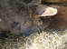 2 adult rabbits