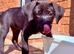 READY Siberian Husky Shepherd x Weimaraner Boys
