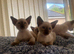 Siamese kittens