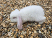 REDUCED!!! Purebred french lops