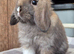 Mini lop babys ready now