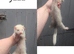 Ferrets for sale