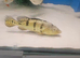 Peacock bass