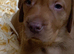 KC reg Hungarian Vizslas
