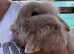 Lion lop doe
