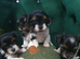 Biewer Terrier