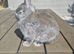 Baby Netherland dwarf rabbits