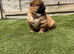 KC registered adorable chow chow puppies