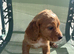 Cocker spaniel male puppie