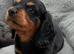 Longhair Miniature Dachshund
