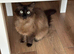 Mink ragdoll Queen