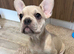 1 beautiful French bulldog
