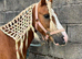 12h approx gelding