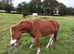 Section A Welsh Pony Chestnut.