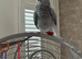 African Grey