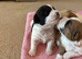 Stunning litter of JackaZoochon Puppies