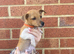 Traditional miniature Jack Russell