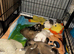 Adorable Shih Tzu puppy's looking for forever homes