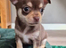 Chihuahua puppies