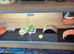 Horsfield Tortoise
