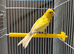 Male Irish fancy canary with cage