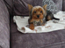 8 mth pedigre mini yorkshire terrier