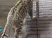 Tabby