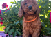 Cockapoo puppies