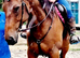 FAMILY HORSE HAPPY HACKER