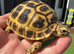 VARIOUS TORTOISES