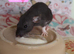 Beautiful mixed gender baby rats
