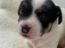 Last Jack Russell Girl Puppy Left️ ready to leave Sunday