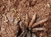 Rare! Lyrognathus Giannisposatoi - Sumatran stoutleg tarantula