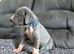 EXCEPTIONAL GREAT DANE PUPPIES – CHAMPIONSHIP BLOODLINES