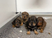 Schnoxie pups ,