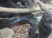 Super dwarf retic female