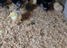 Days old mixed chicks