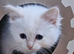 Fluffy, Friendly Ragdoll Kittens
