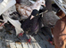 Pigeons for sale