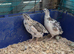 Quail