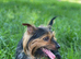 rehome yorkies