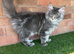 Maine Coon