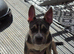 American bully cross French bulldog