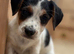 Traditional short-legged Jack Russell puppies.