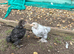 Pekin Bantam Chicks