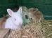 Beautiful litter of 10 kits