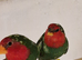 D N A tested young pair of pied redfaced parrot finch for sale
