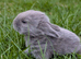 Beautiful Friendly Mini Lops