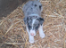 Lovely Farm Reared Merle Pups