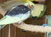 2x cockatiel chicks
